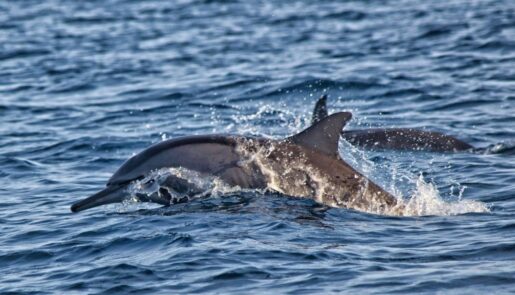 dolphin-lovina-2