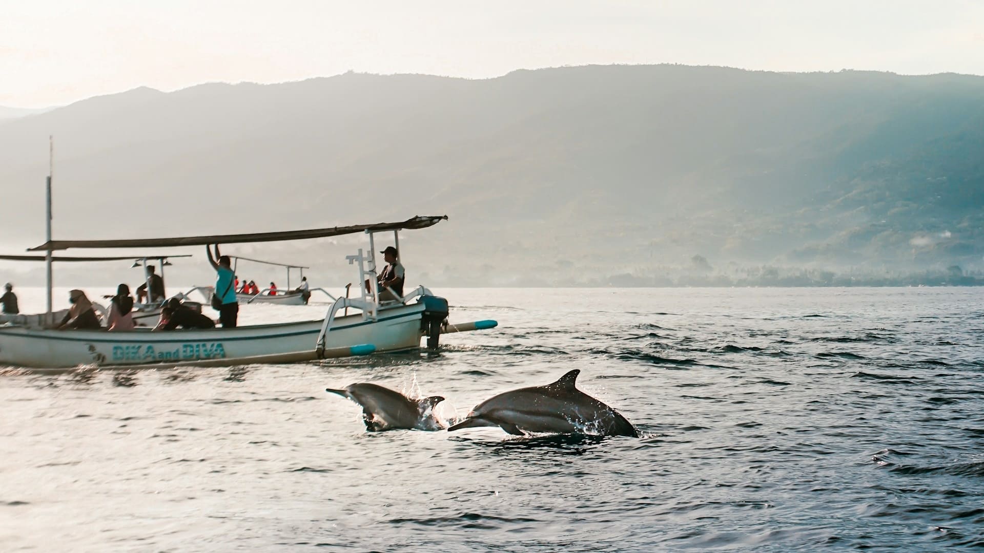 dolphin-lovina
