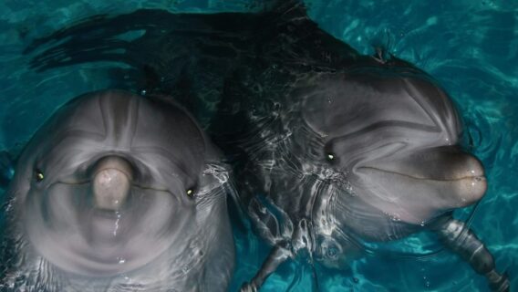 dolphin-swim-2