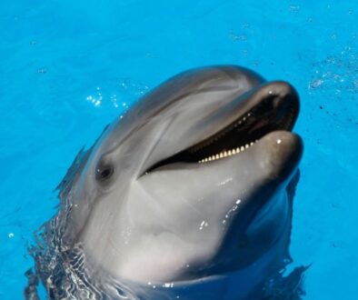 swin-dolphin