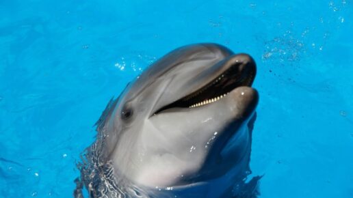 swin-dolphin