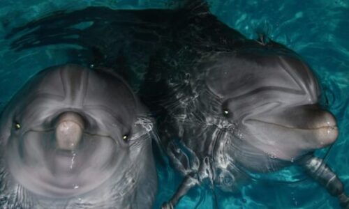 Bali Swim with Dolphins
